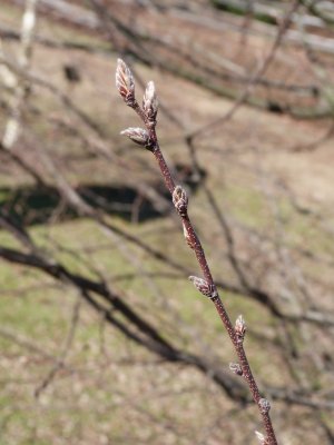 Carpinus betulus 'Quercifolia' - habr obecný - pupen